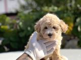 Orji̇nal Mi̇ni̇ Boy Malti̇poo Bebekler