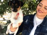 Irk ve Sağlık Garantili Jack Russel Yavrumuz