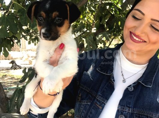Irk Ve Sağlık Garantili Jack Russel Yavrumuz