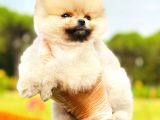 Teddy Bear Pomeranian