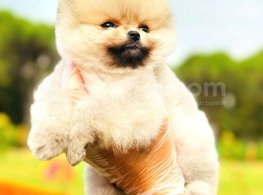 Teddy Bear Pomeranian görsel