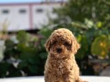 Safkan Toy Poodle Bebekler