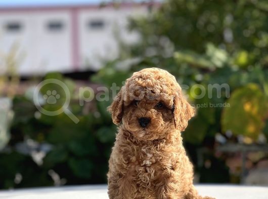Safkan Toy Poodle Bebekler görsel