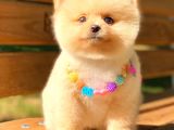 Show Kalite Pomerani̇an Boo Di̇şi̇