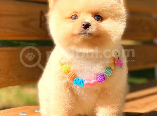 Show Kalite Pomerani̇an Boo Di̇şi̇ görsel