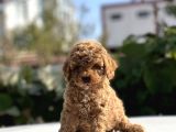 Safkan Toy Poodle Bebekler