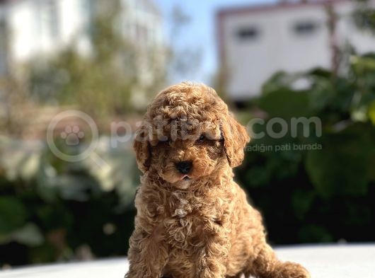 Safkan Toy Poodle Bebekler