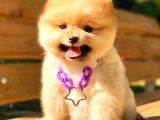 Gülen Yüz Kizimiz Pomerani̇an Boo