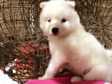Orji̇nal Samoyed Bebekler