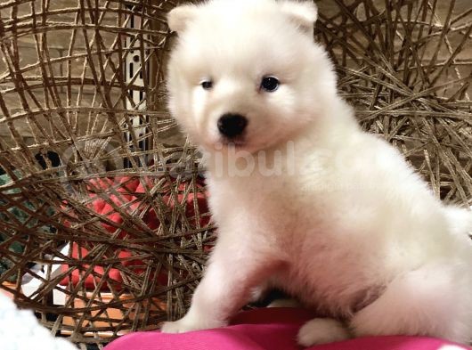 Orji̇nal Samoyed Bebekler görsel