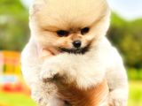 Teddy Bear Pomeranian