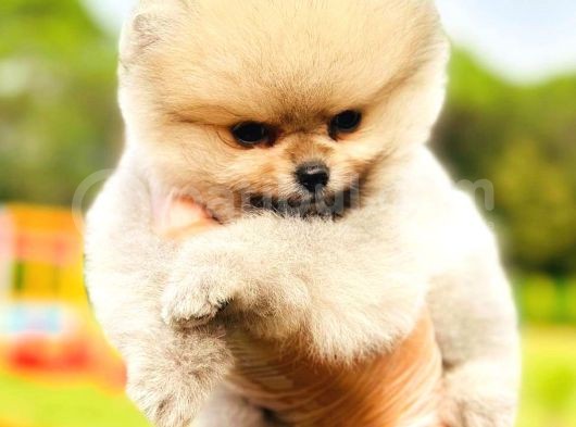 Teddy Bear Pomeranian görsel