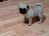 Muhteşem Güzellikte Pug Yavrumuz
