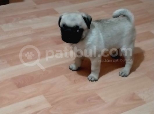 Muhteşem Güzellikte Pug Yavrumuz görsel