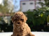 Safkan Toy Poodle Bebekler