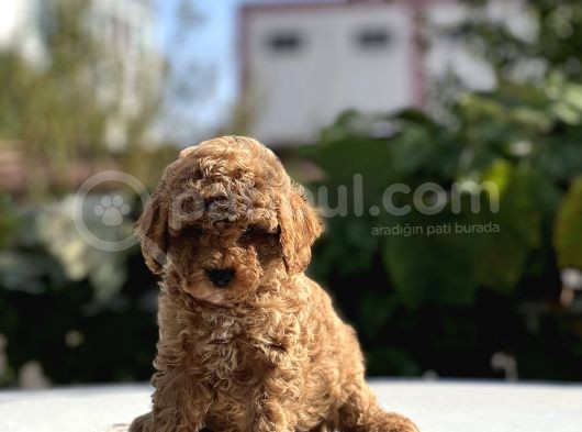 Safkan Toy Poodle Bebekler görsel
