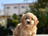 Sevi̇mli̇ Malti̇poo Bebekler