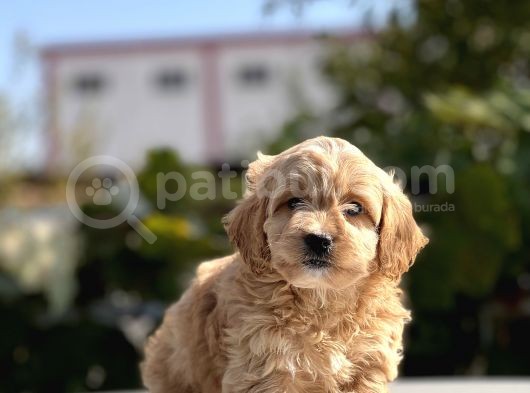 Sevi̇mli̇ Malti̇poo Bebekler