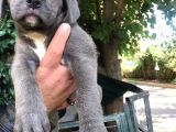 Blue Cane Corso Yavru Köpeğimiz