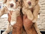 Show Kalite Maltipoo Yavrular