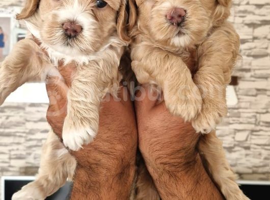 Show Kalite Maltipoo Yavrular görsel