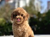 Sevimli Toy Poodle Bebekler