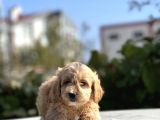Sevi̇mli̇ Malti̇poo Bebekler