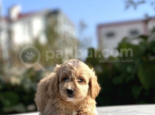 Sevi̇mli̇ Malti̇poo Bebekler görsel