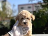 Orji̇nal Mi̇ni̇ Boy Malti̇poo Bebekler