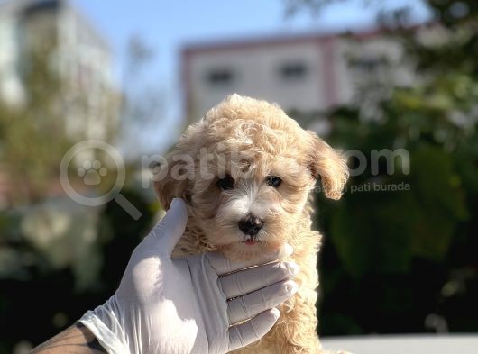 Orji̇nal Mi̇ni̇ Boy Malti̇poo Bebekler görsel