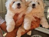 Maltese Terrier Yavrular