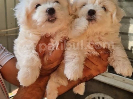 Maltese Terrier Yavrular görsel