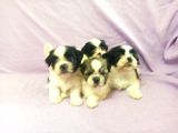 A Kalite Shih Tzu Yavrular