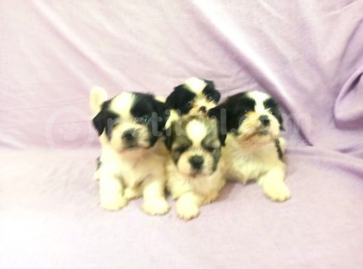 A Kalite Shih Tzu Yavrular görsel