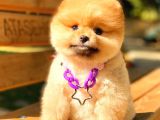 Gülen Yüz Kizimiz Pomerani̇an Boo