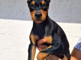 Show Kalite Doberman Yavrular