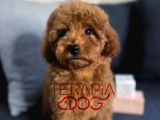 Orjinal Safkan Sağlık Garantili Redbrown Toy Poodle