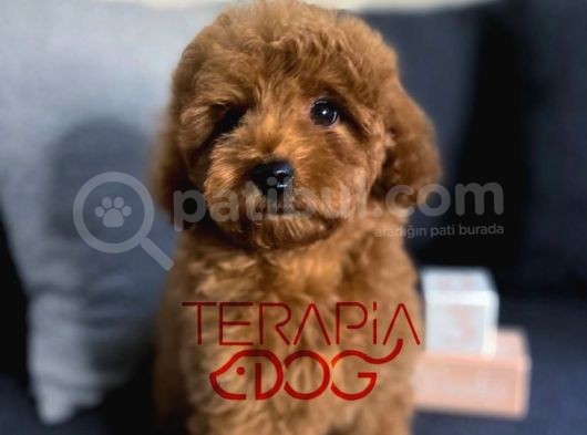 Orjinal Safkan Sağlık Garantili Redbrown Toy Poodle görsel