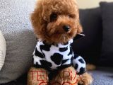 Orjinal Safkan Sağlık Garantili Redbrown Toy Poodle