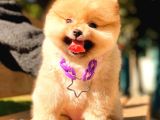 Gülen Yüz Kizimiz Pomerani̇an Boo