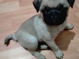 Muhteşem Güzellikte Pug Yavrumuz
