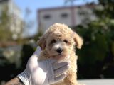 Orji̇nal Mi̇ni̇ Boy Malti̇poo Bebekler