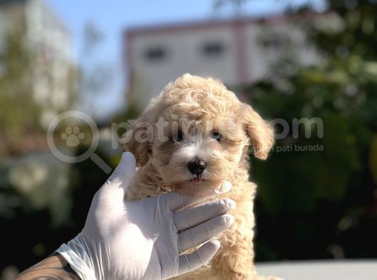 Orji̇nal Mi̇ni̇ Boy Malti̇poo Bebekler görsel