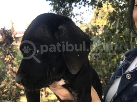 Corso Siyah Erkek Yavrumuz görsel