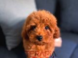 Orjinal Safkan Sağlık Garantili Redbrown Toy Poodle