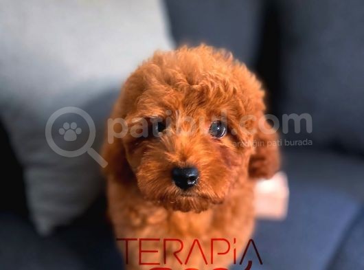 Orjinal Safkan Sağlık Garantili Redbrown Toy Poodle görsel
