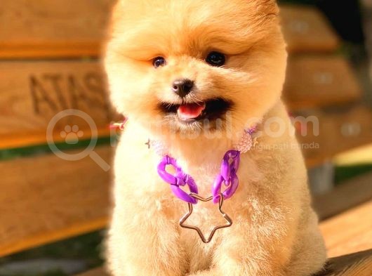 Gülen Yüz Kizimiz Pomerani̇an Boo görsel