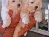 Maltese Terrier Yavrular