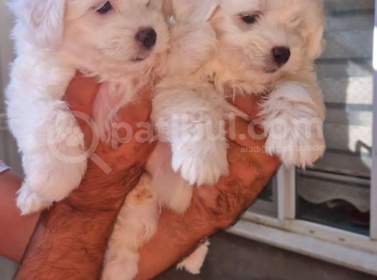 Maltese Terrier Yavrular