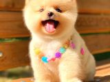 Show Kalite Pomerani̇an Boo Di̇şi̇